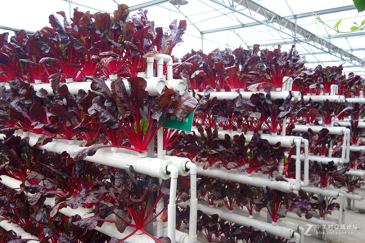 走进华西村——农业生态园