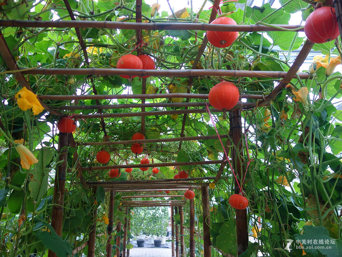 走进华西村——农业生态园