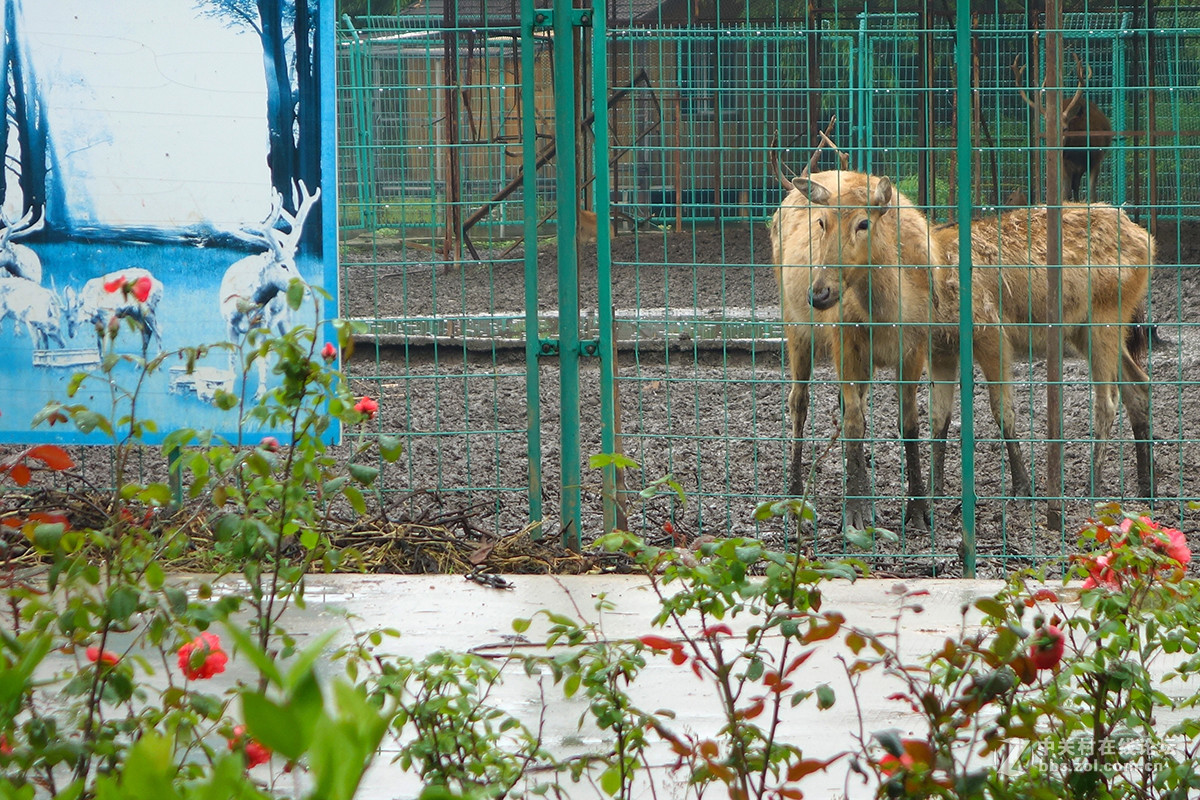 走进华西村——农业生态园
