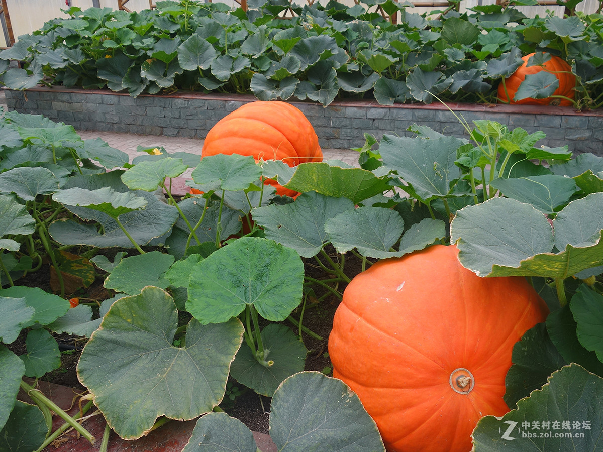 走进华西村——农业生态园