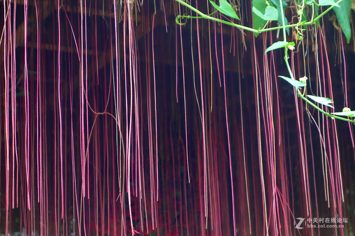 走进华西村——农业生态园