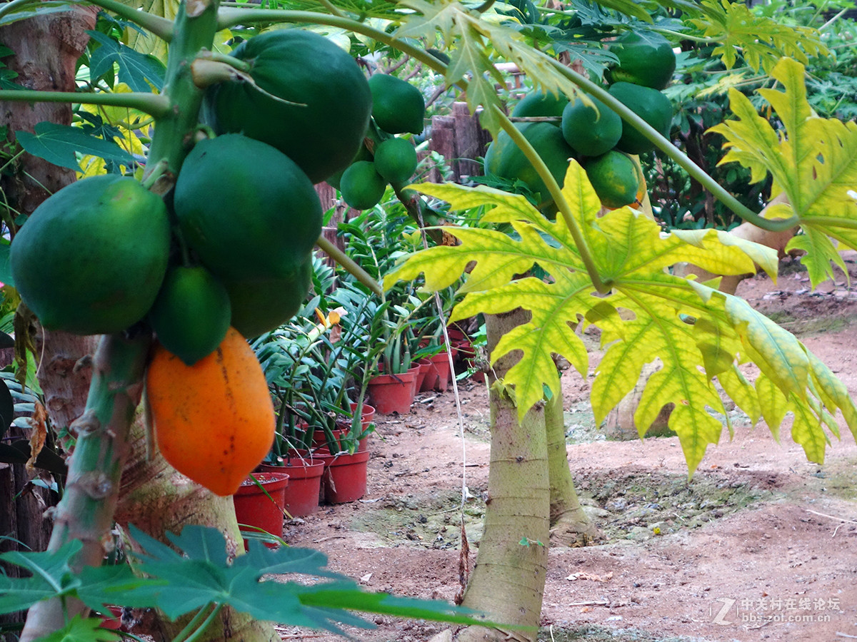 走进华西村——农业生态园