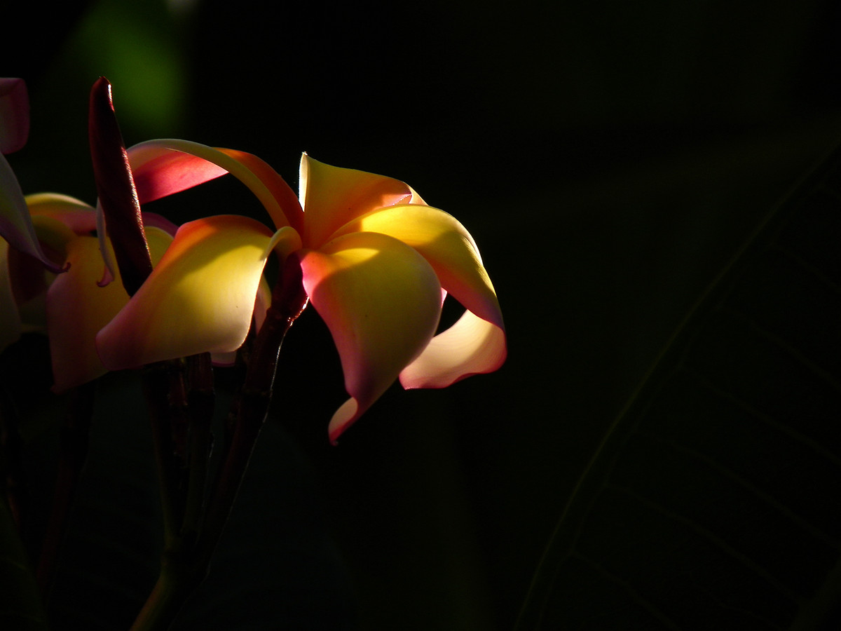 夕照鸡蛋花