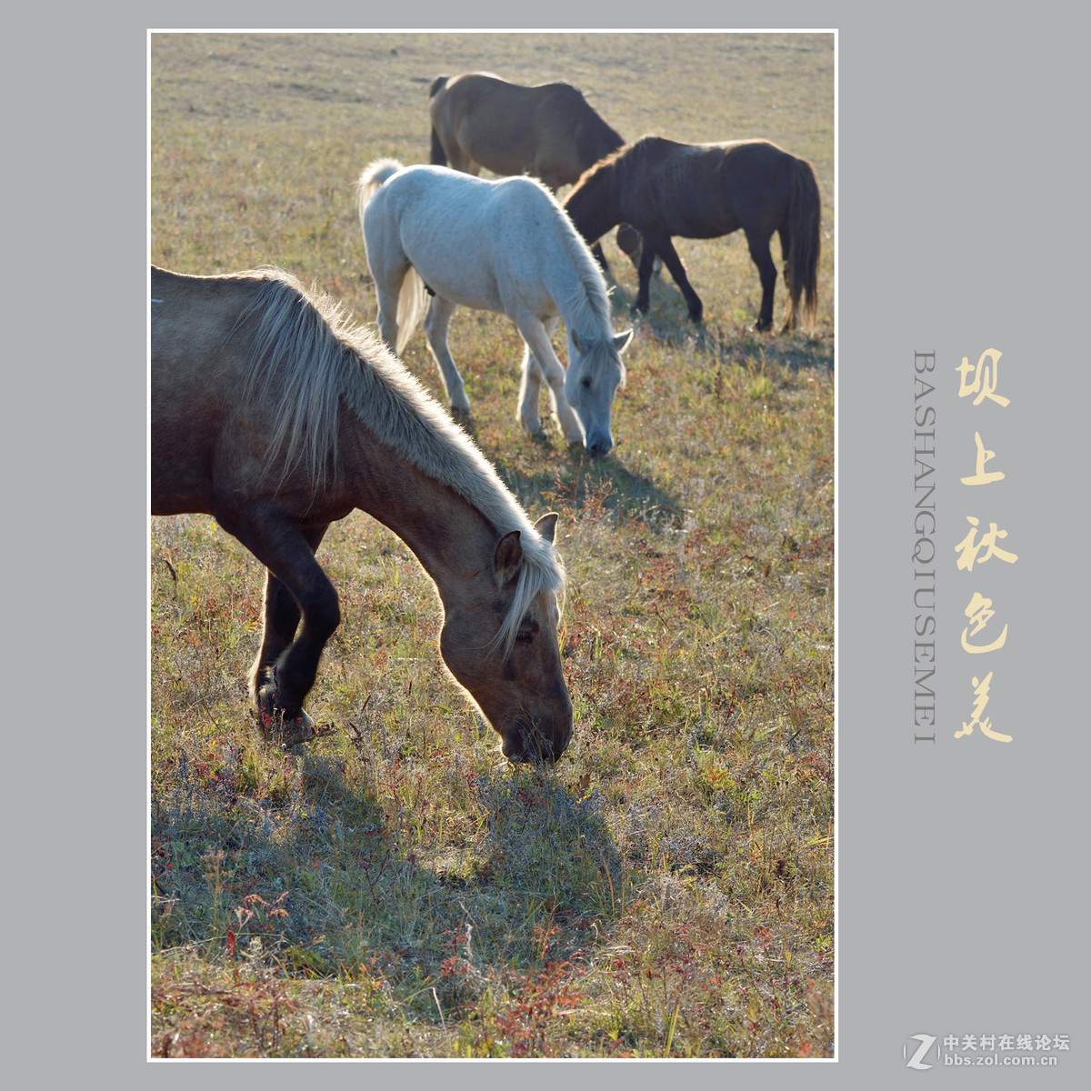 坝上秋色美    （尼康D810配27-70mm镜头）