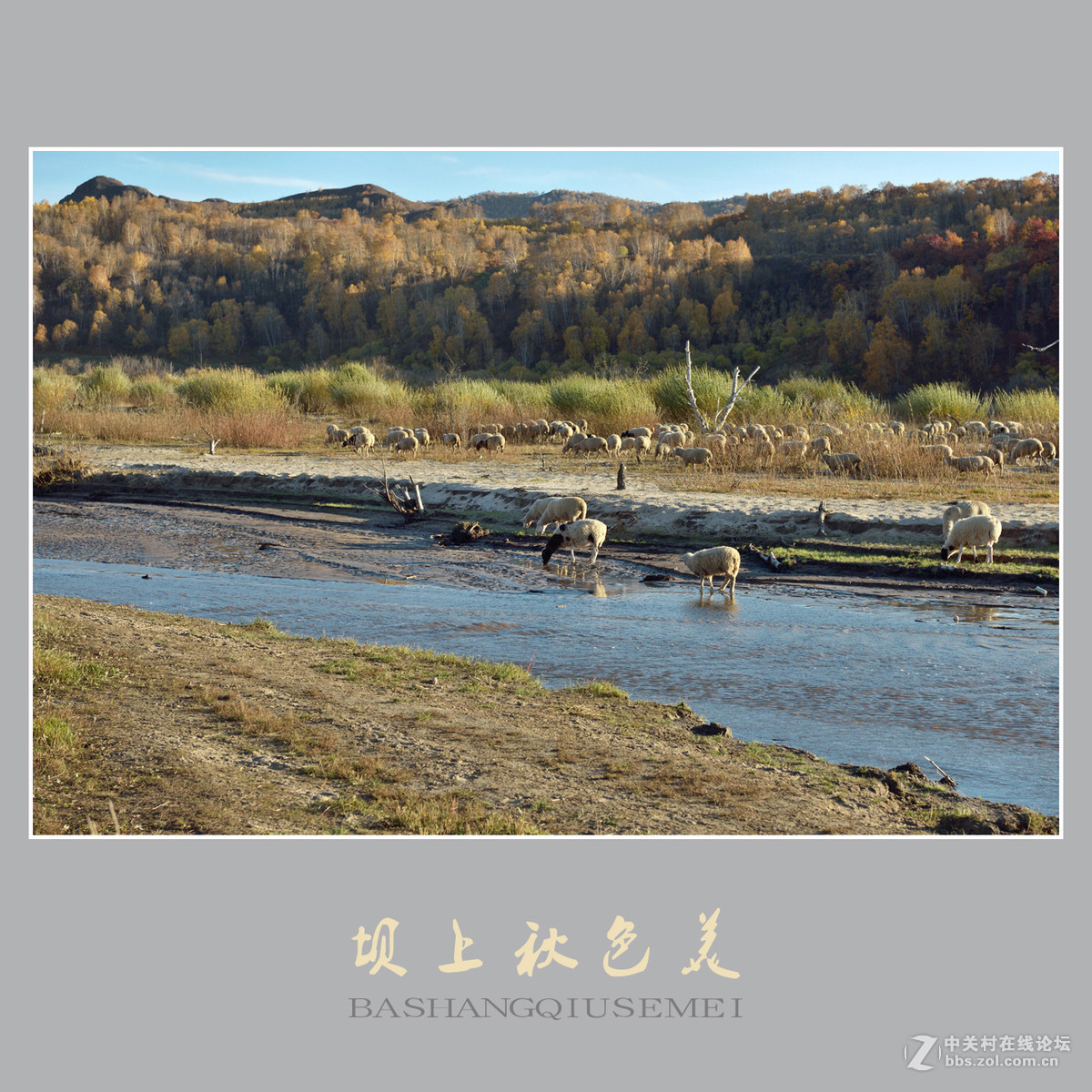 坝上秋色美    （尼康D810配27-70mm镜头）