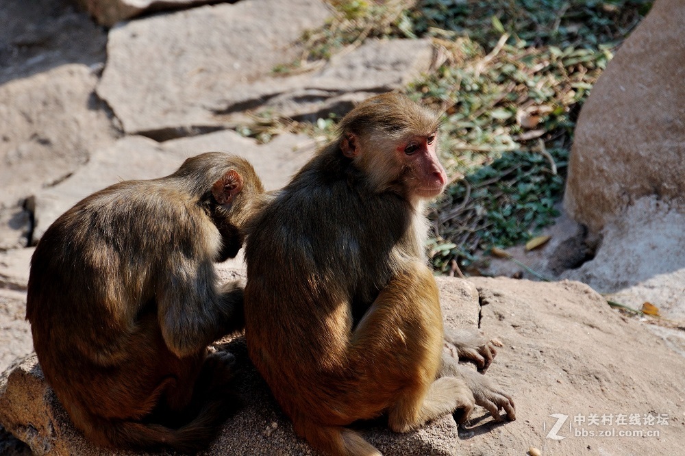 花都港龙拍摄  猴山观猴