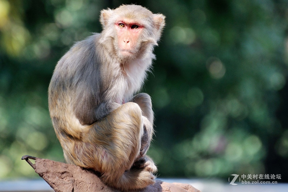 花都港龙拍摄  猴山观猴
