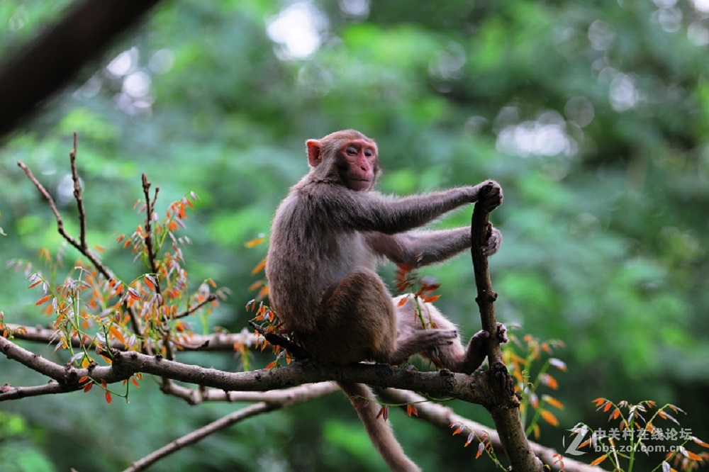花都港龙拍摄  猴山观猴