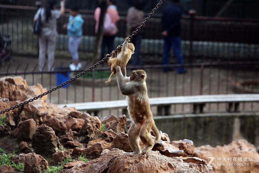 花都港龙拍摄  猴山观猴