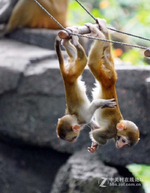 花都港龙拍摄  猴山观猴
