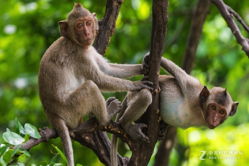 花都港龙拍摄  猴山观猴