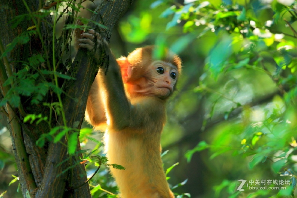 花都港龙拍摄  猴山观猴