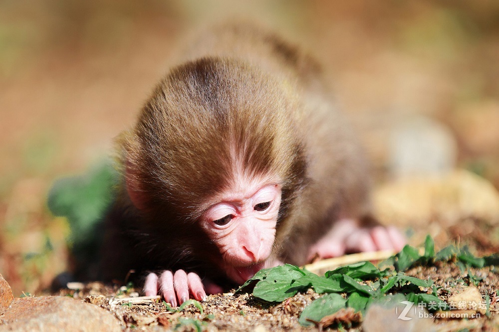 花都港龙拍摄  猴山观猴