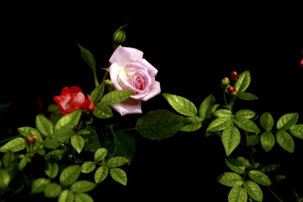 梅桂花随拍（三）