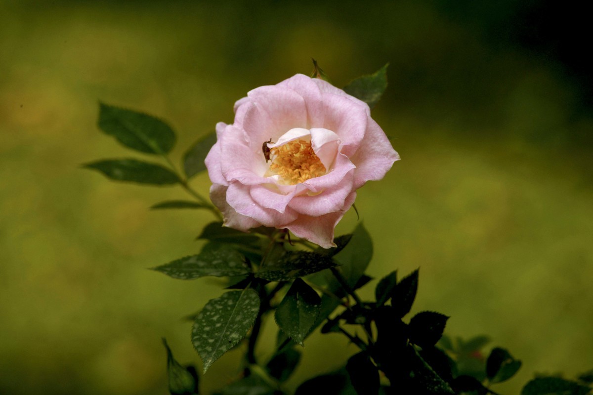 梅桂花随拍（三）