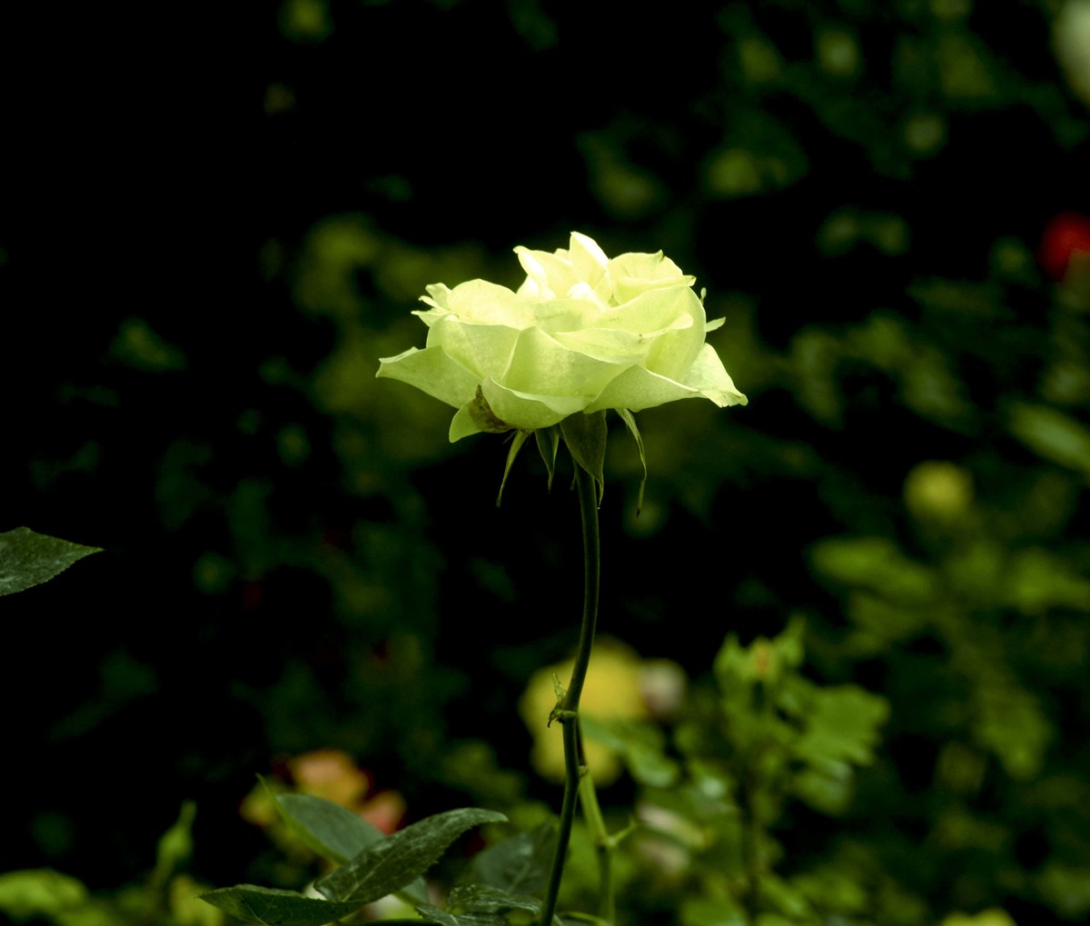 梅桂花随拍（三）