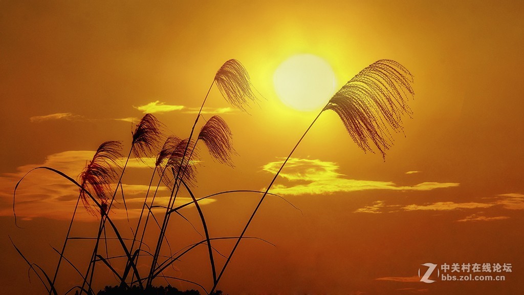 【原创】芦苇(oppo手机拍摄)