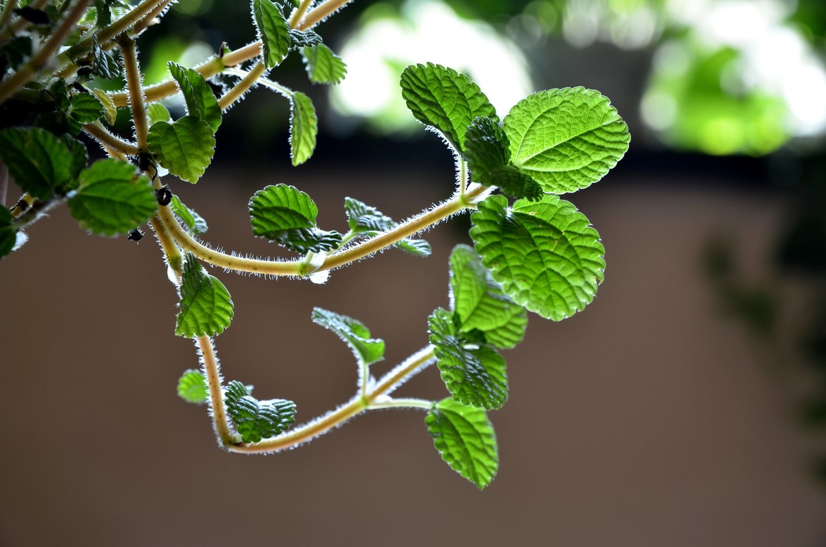 D7000+ 16-85拍的小薄荷