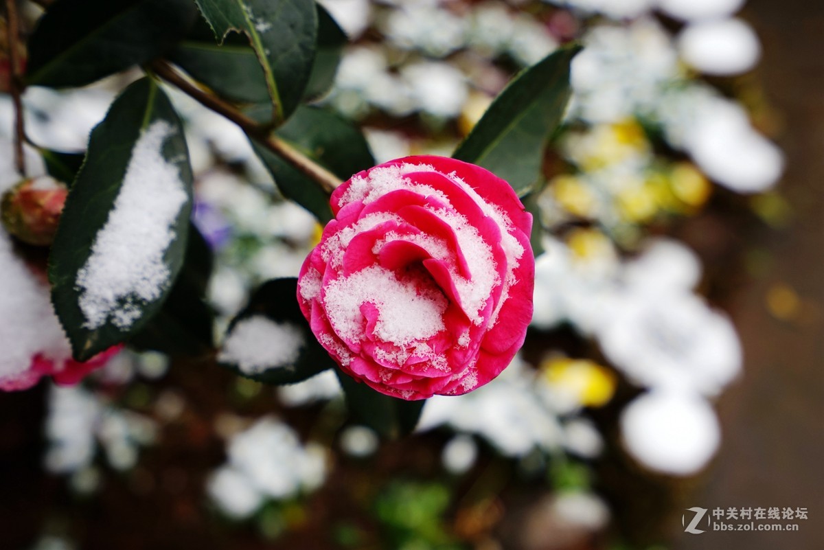 昆明今天下雪了植物所里看茶花