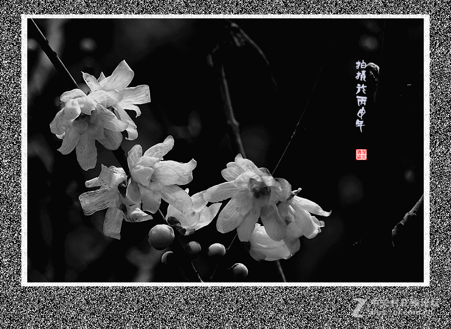 2016年拍摄的腊梅（黑白）