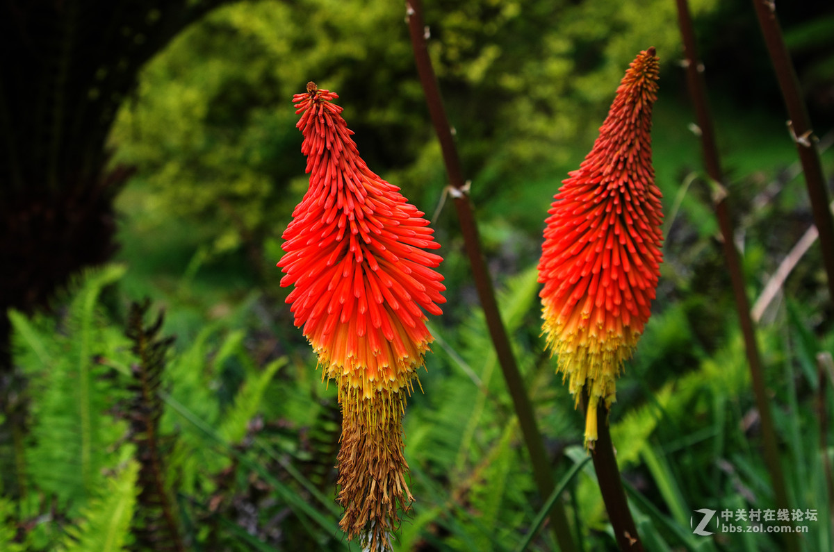 澳大利亚塔斯马尼亚岛上的几种植物