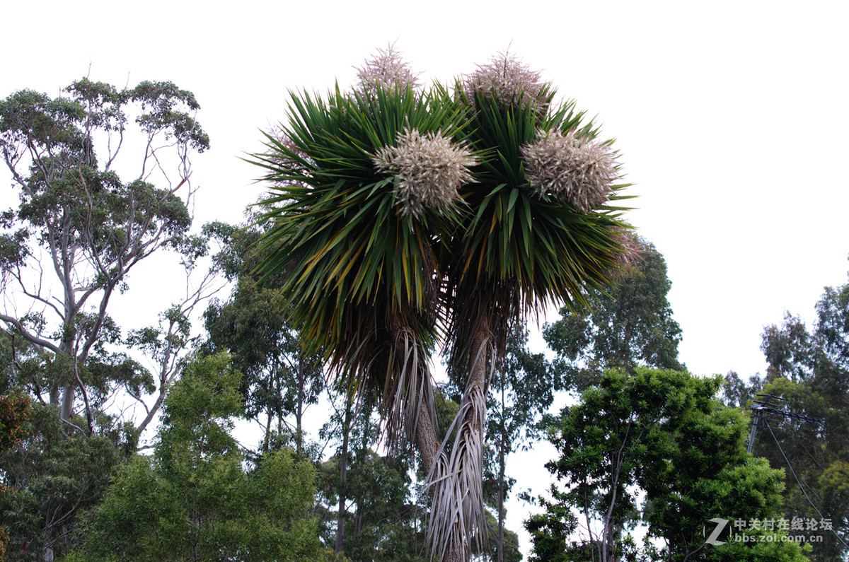 澳大利亚植被类型图片