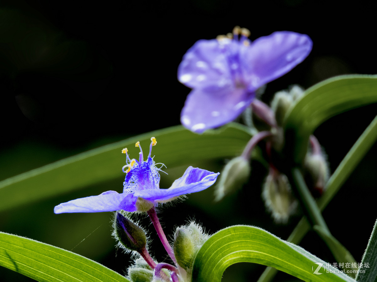 竹节花