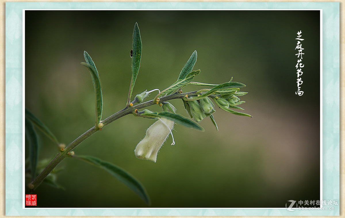 芝麻开花节节高