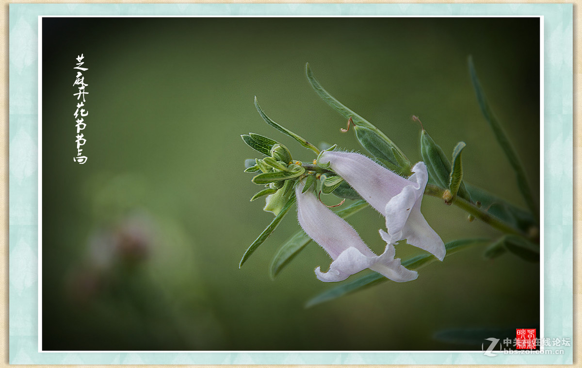 芝麻开花节节高