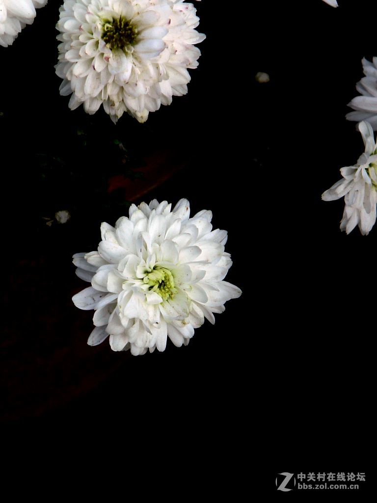 初冬的菊花-19