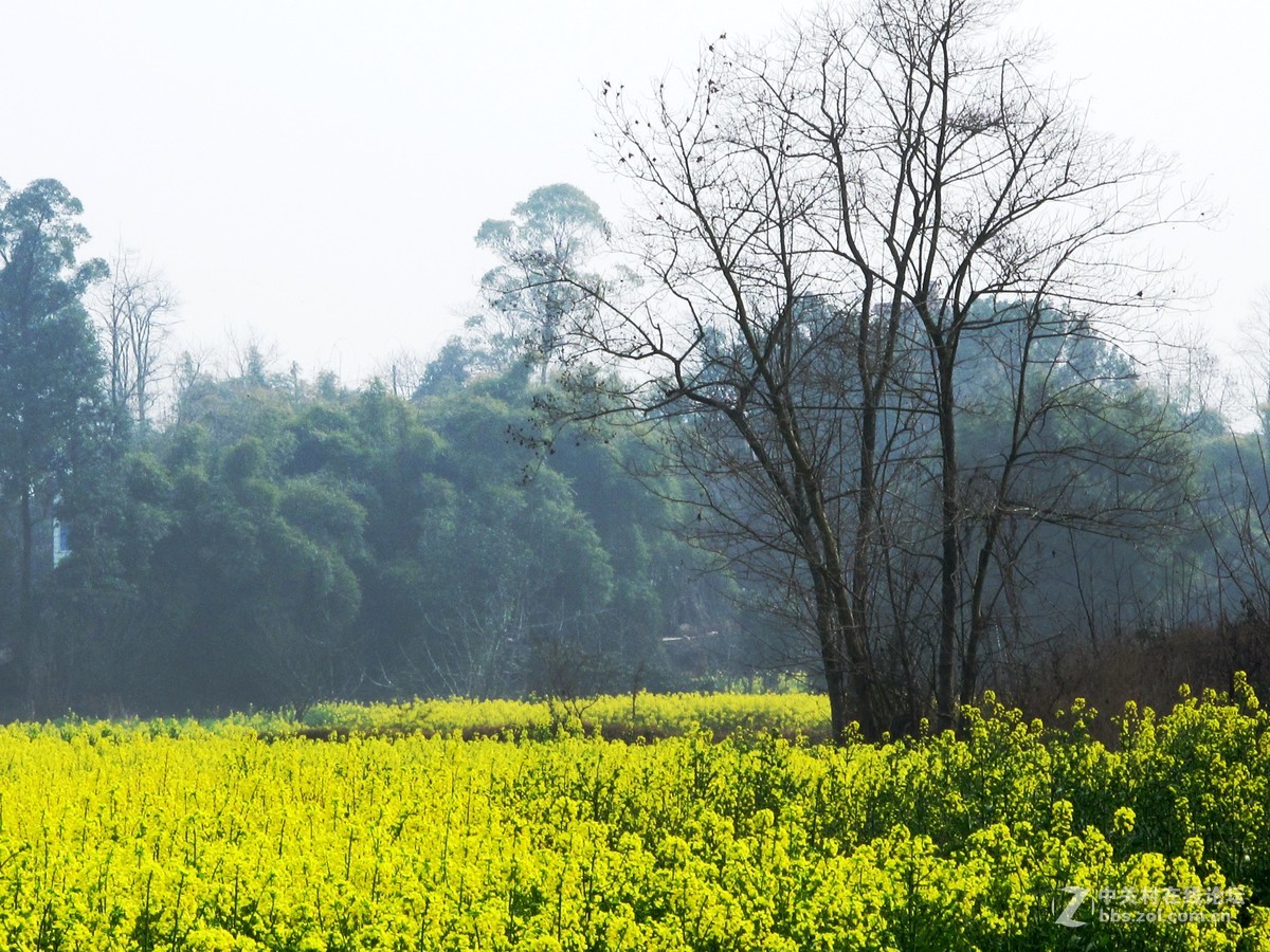 金堂三溪镇油菜花开