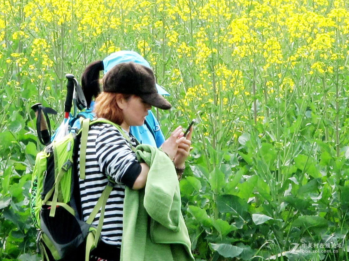 金堂三溪镇油菜花开