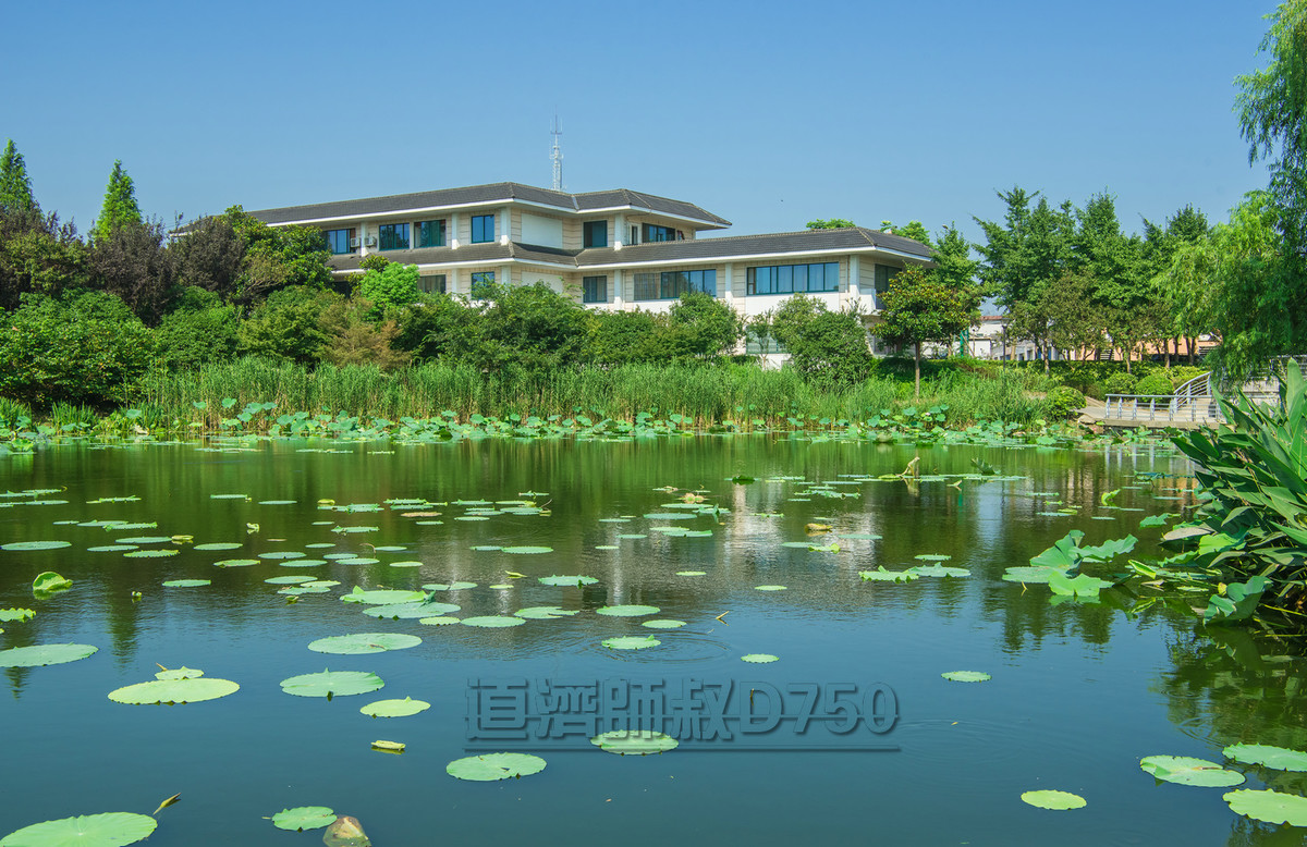夏日荷叶