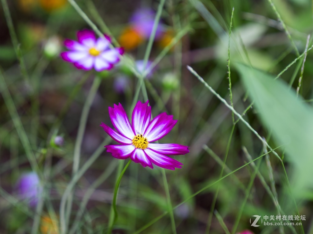 只许云天分野艳，不同梅李竞香尘 —— 学拍格桑花