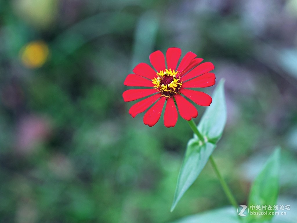 只许云天分野艳，不同梅李竞香尘 —— 学拍格桑花
