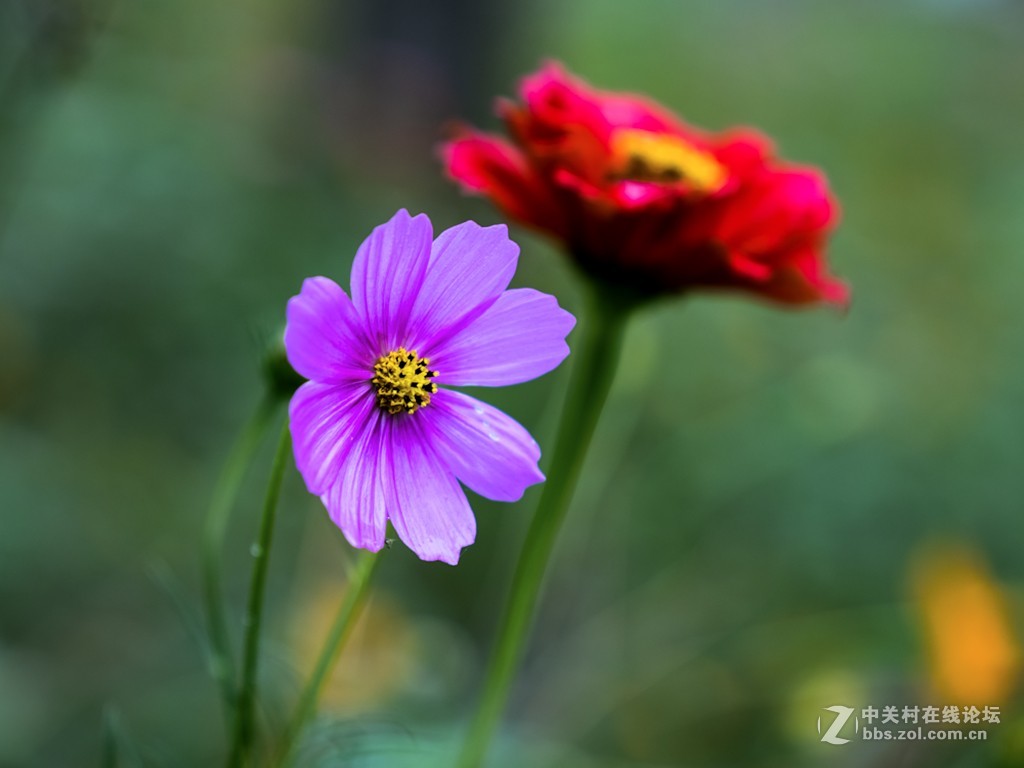 只许云天分野艳，不同梅李竞香尘 —— 学拍格桑花