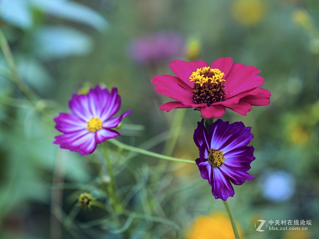 只许云天分野艳，不同梅李竞香尘 —— 学拍格桑花