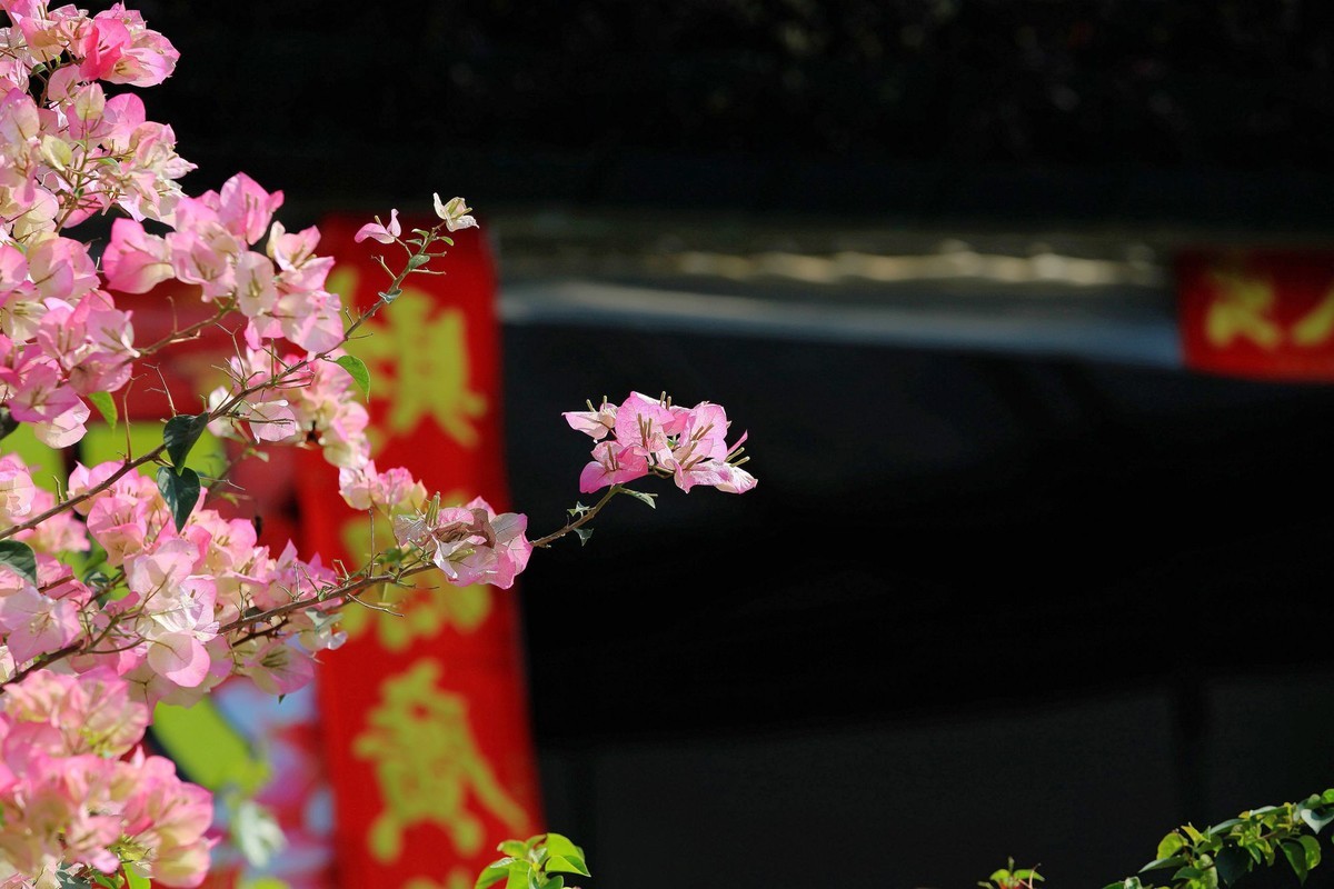 盛开的簕杜鹃 2