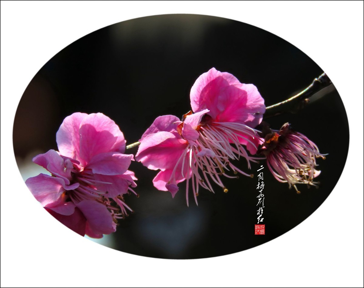 二月梅花别样红