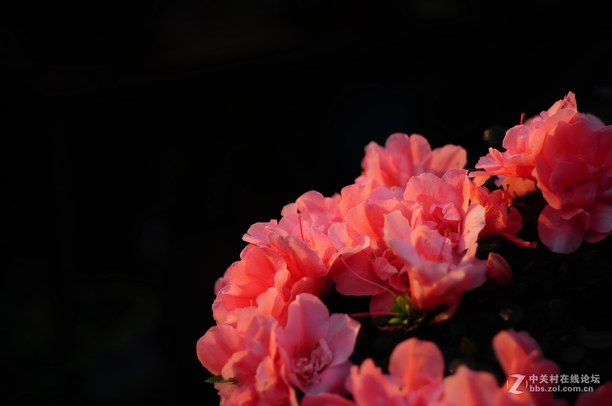 百丽老镜头 CC.Auto  55/1.8 试拍