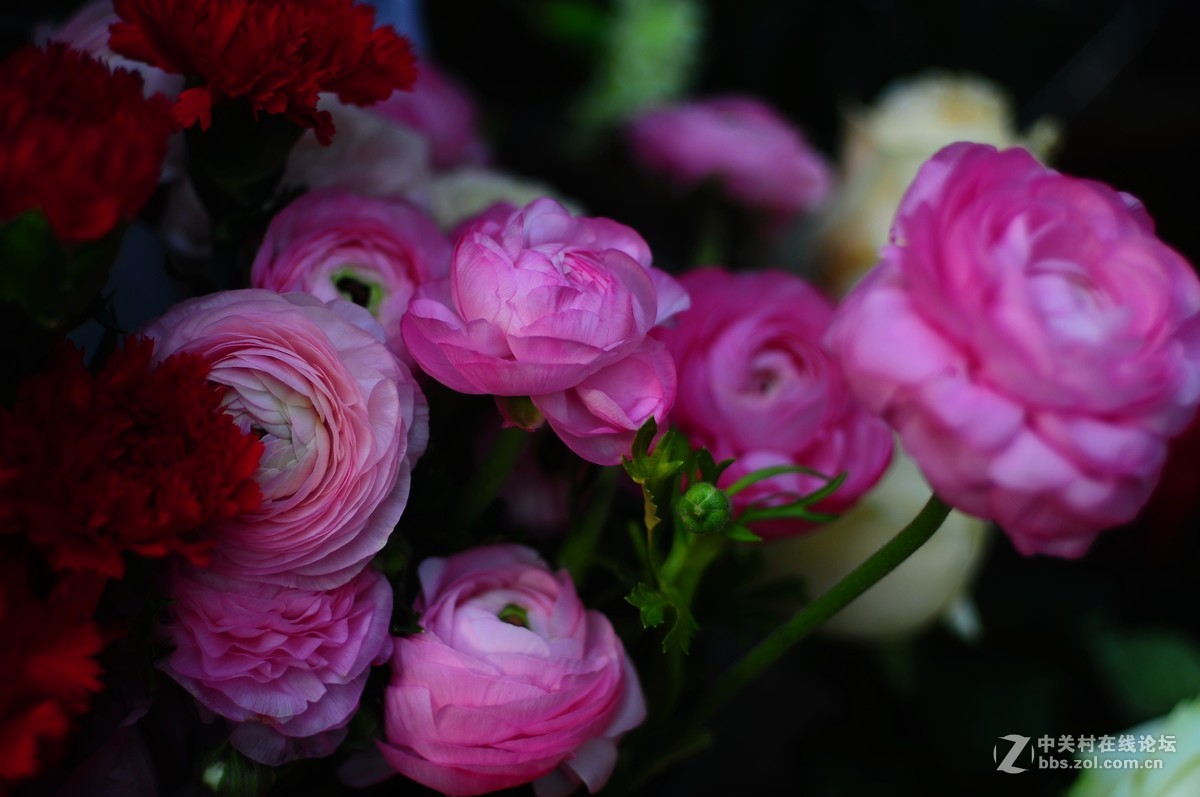 百丽老镜头 CC.Auto  55/1.8 试拍