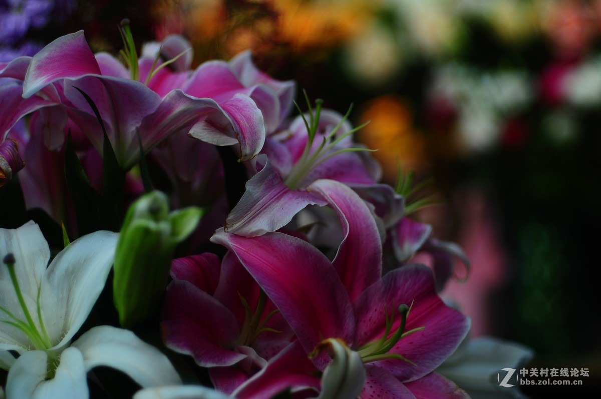 百丽老镜头 CC.Auto  55/1.8 试拍