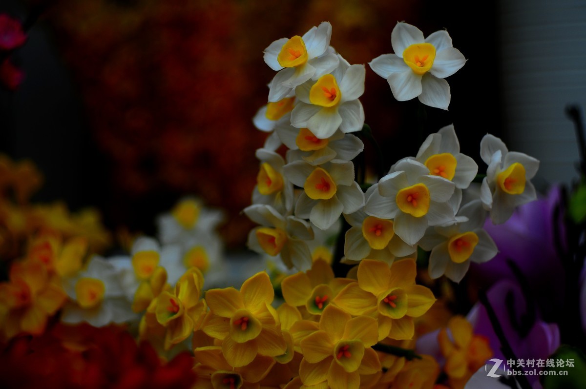 百丽老镜头 CC.Auto  55/1.8 试拍
