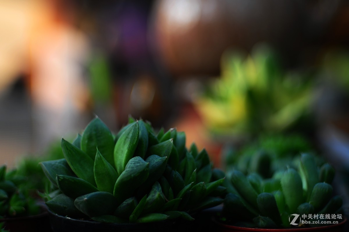 百丽老镜头 CC.Auto  55/1.8 试拍