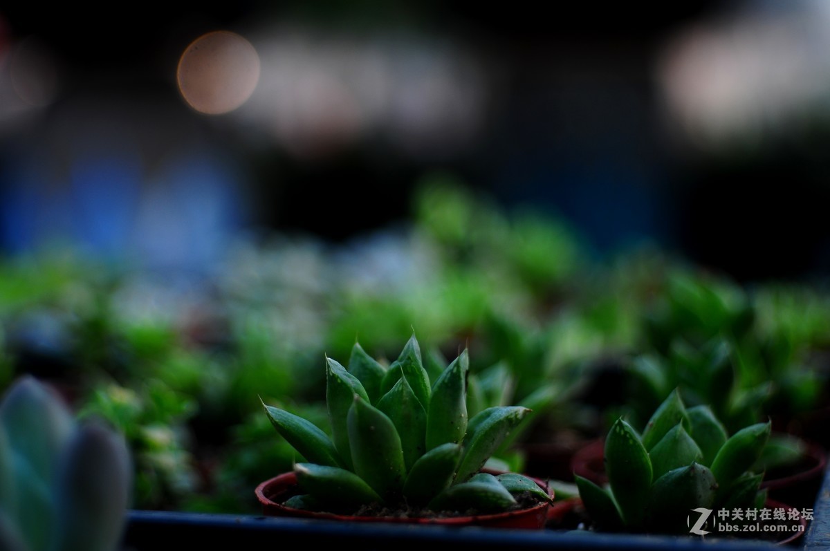 百丽老镜头 CC.Auto  55/1.8 试拍