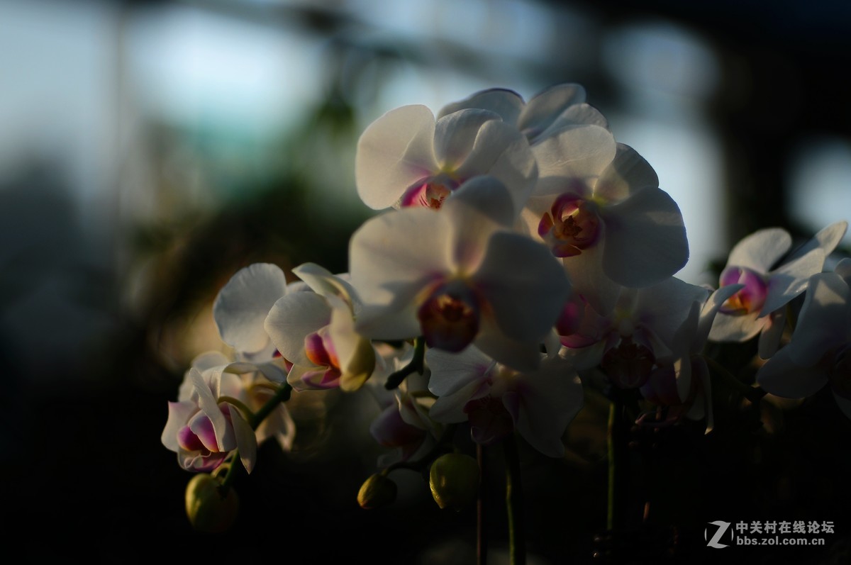 百丽老镜头 CC.Auto  55/1.8 试拍