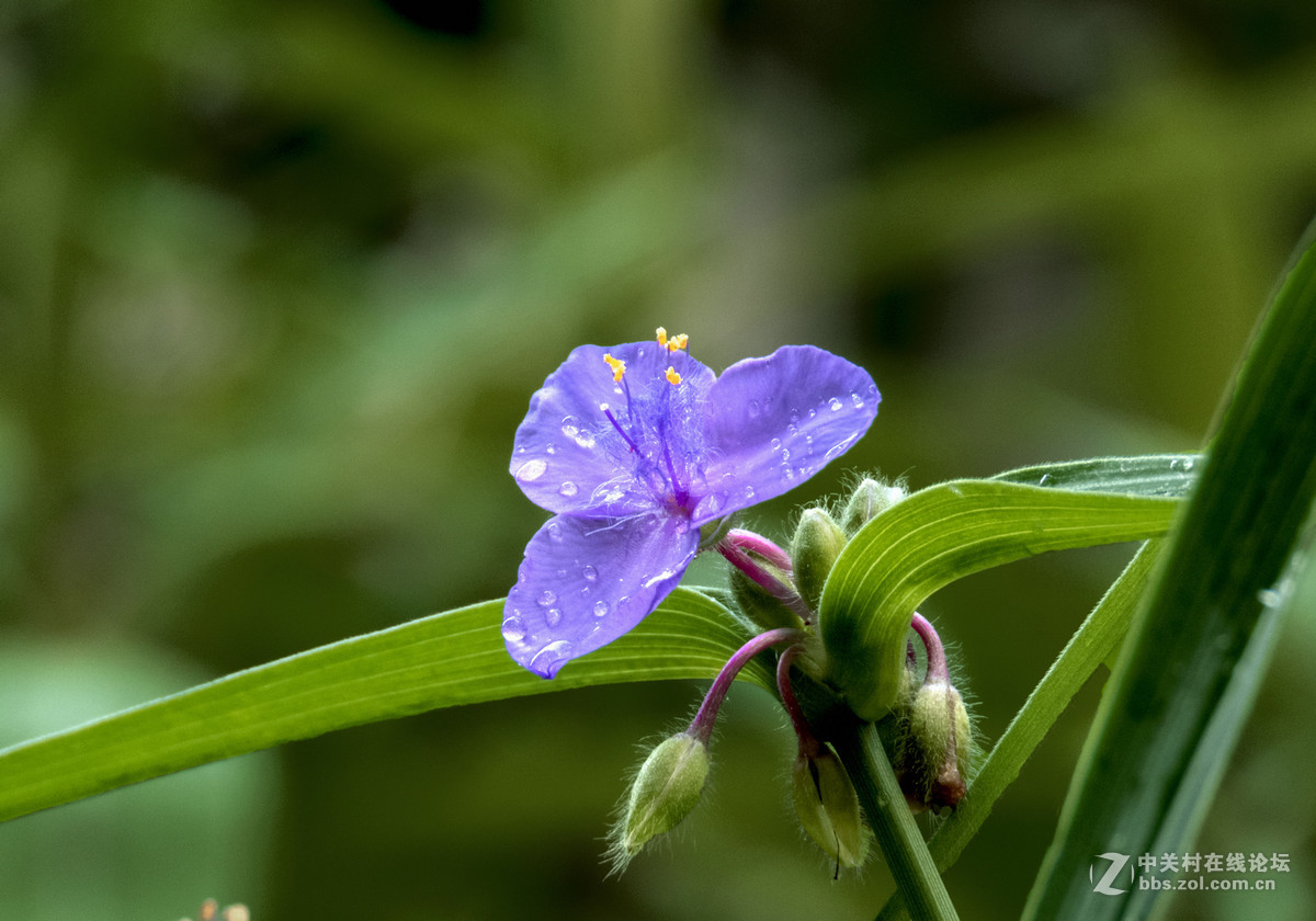 竹节花