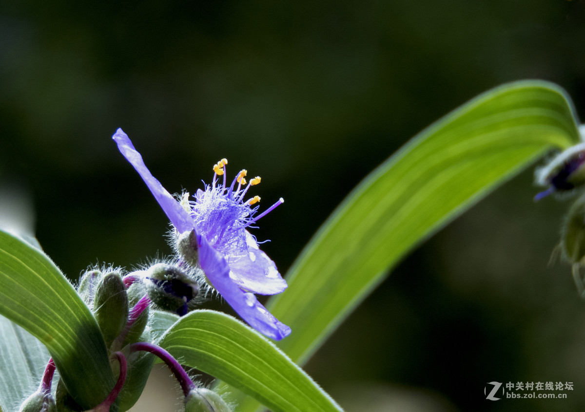 竹节花