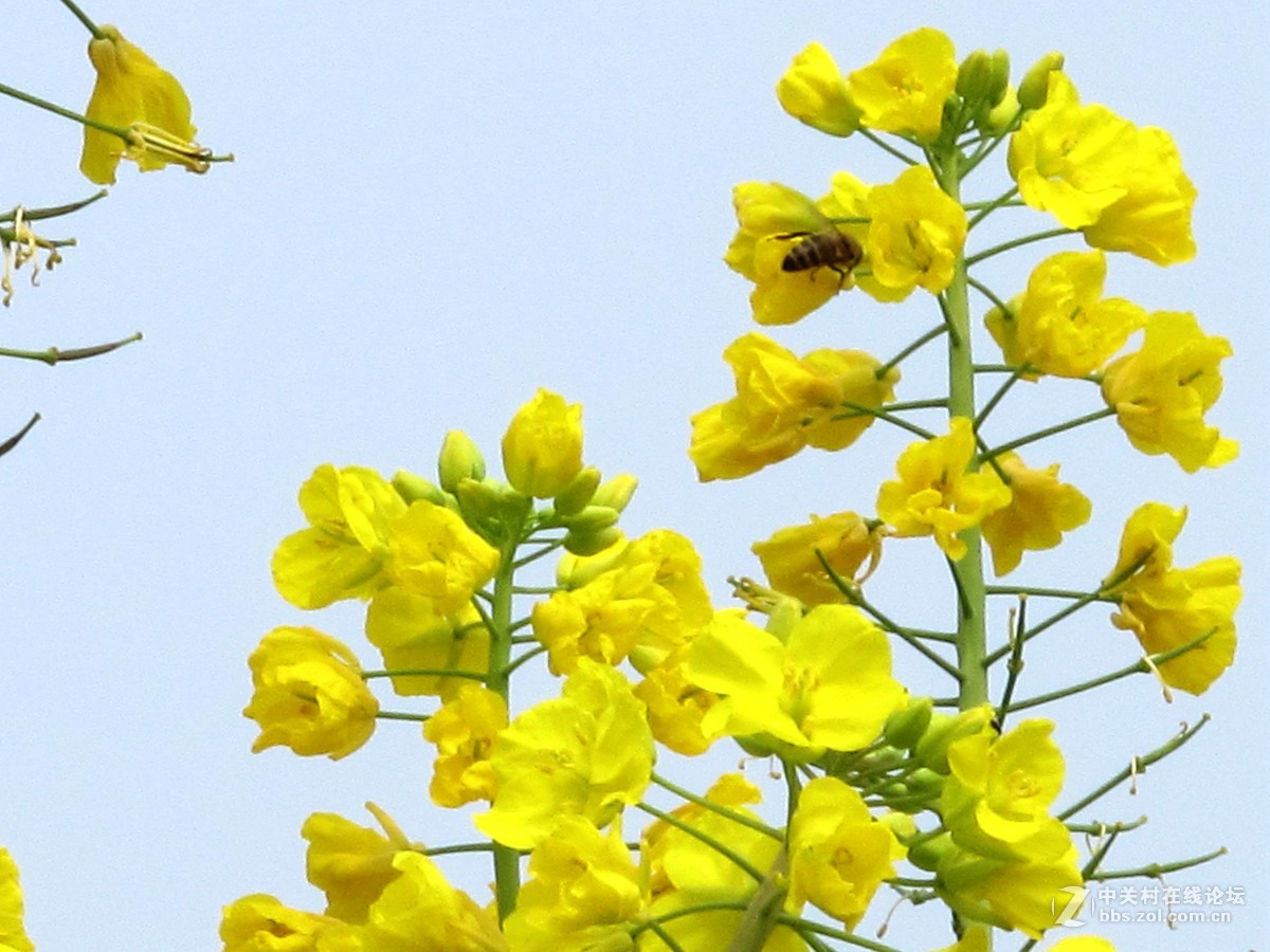 金堂三溪镇油菜花开