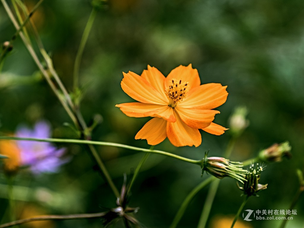 只许云天分野艳，不同梅李竞香尘 —— 学拍格桑花